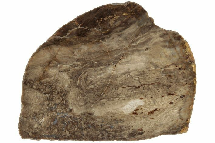 3.8" Polished, Jurassic Petrified Tree Fern (Osmunda) Slab - Australia